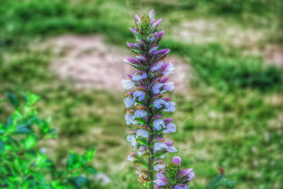 Close-up of purple flowers blooming outdoors