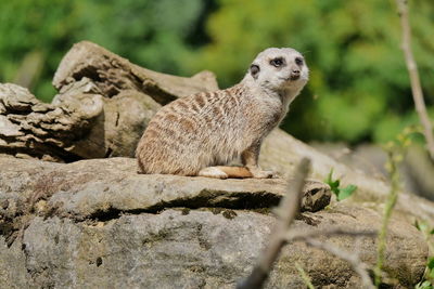 Meerkat on lookout