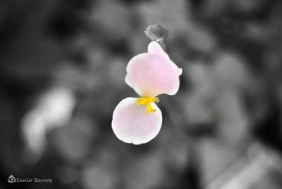 Close-up of flower blooming outdoors