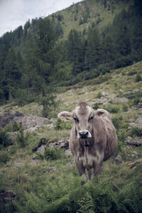 Portrait of cow on rock