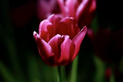 Close-up of pink rose flower