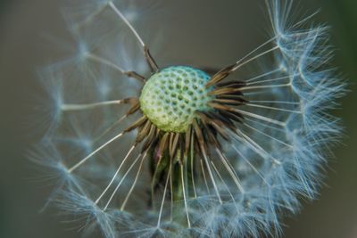 Close-up of dandelion