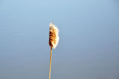 Close-up view of cattail against lake