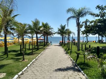 Footpath by palm trees on beach against clear sky