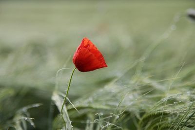 Close-up of red poppy flowers