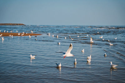 Seagulls perching on sea