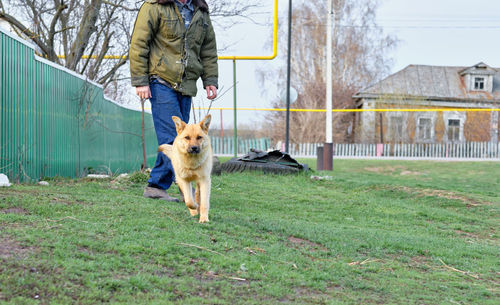 A big red dog outside the city, running towards a meeting. dog looking at the camera