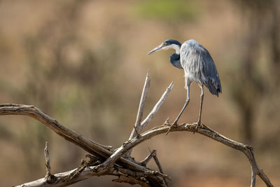 Grey heron