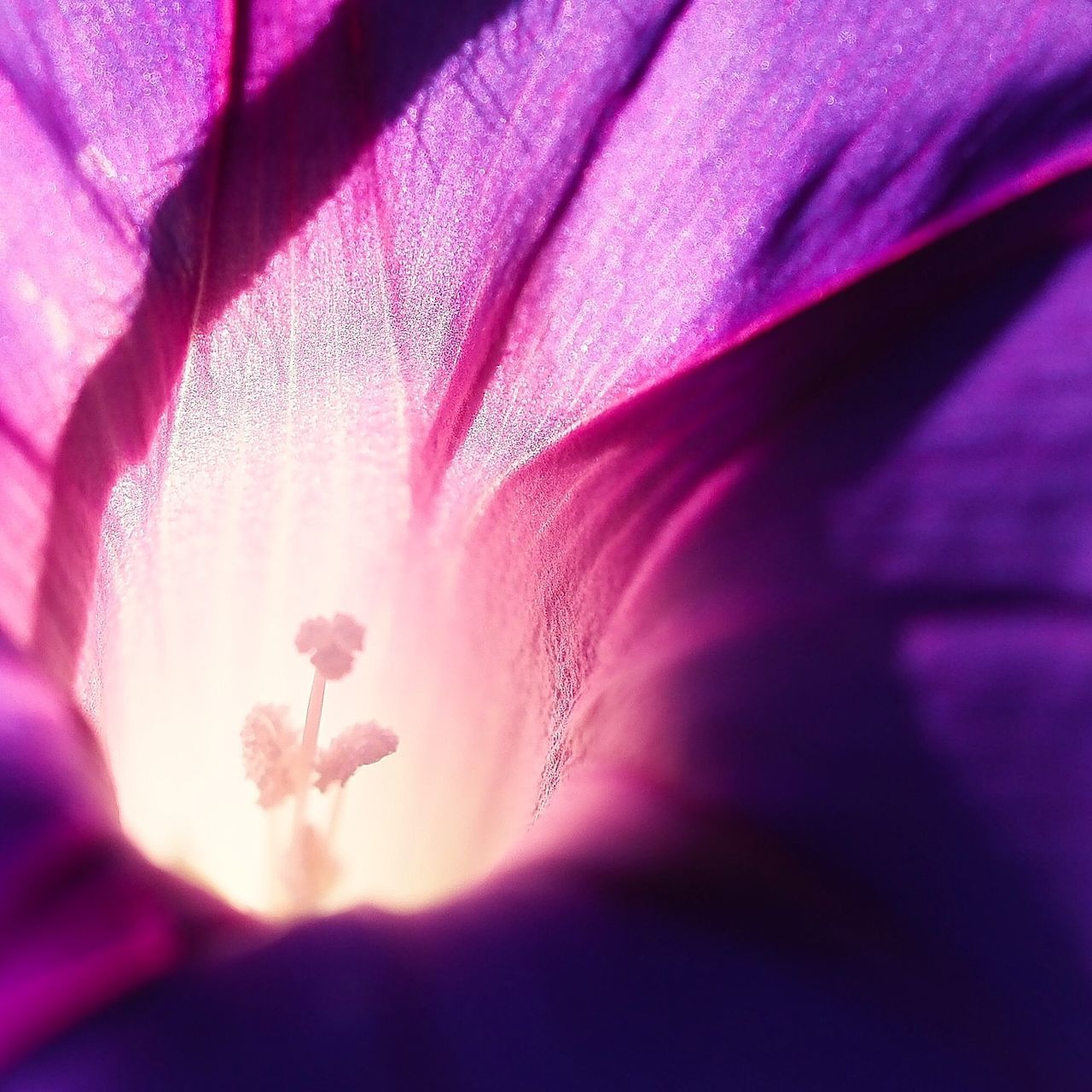 flowering plant, flower, fragility, vulnerability, freshness, petal, beauty in nature, plant, growth, close-up, pollen, inflorescence, nature, pink color, flower head, purple, full frame, selective focus, backgrounds, no people, springtime, softness