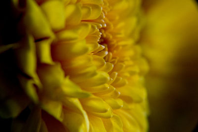 Close-up of yellow flowering plant