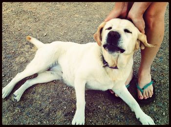 Puppy relaxing on ground