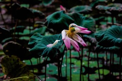 Close-up of pink flowering plant