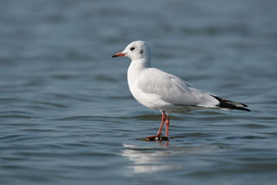 Close-up of seagull in water