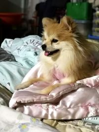 Dog lying down on bed at home