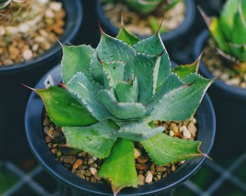 High angle view of succulent plant in pot