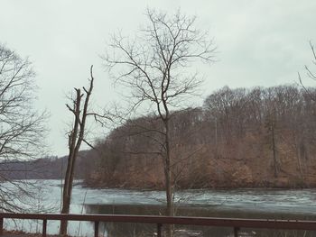 Bare trees against sky