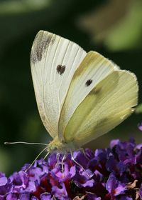 Close-up of butterfly pollinating on flower