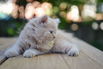 Lovely munchkin cat, live in countryside of thailand.