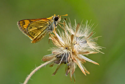 Close-up of butterfly pollinating on flower