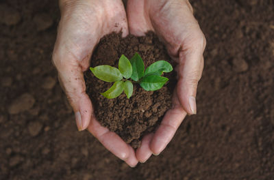 Cropped image of hand holding plant