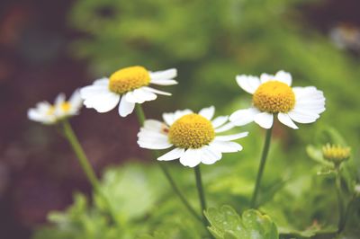 Close-up of white daisy blooming outdoors