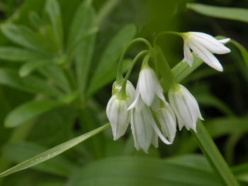 Close-up of insect on flower blooming outdoors