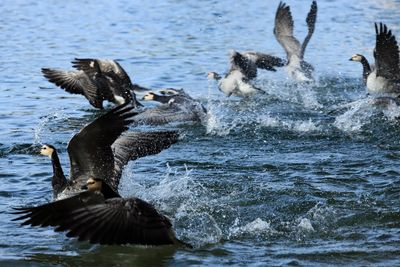 Ducks in a lake