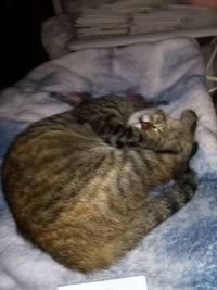 Close-up of a cat sleeping on bed