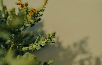 Close-up of pine tree