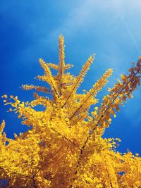 Low angle view of yellow flowers against blue sky