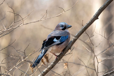 Close-up of bird perching on branch