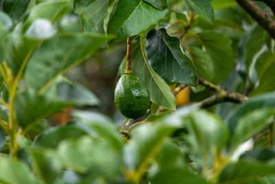 Close-up of avocado growing on tree