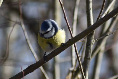 Close-up of bird perching on branch