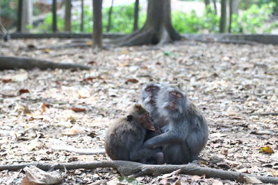 Monkey sitting on field