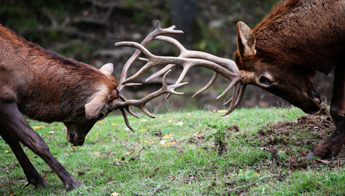 Close-up of deer grazing on field