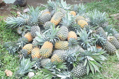 High angle view of fruits growing on field