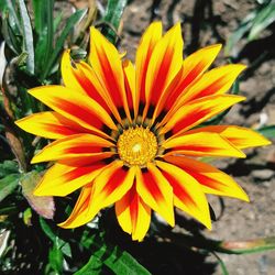 Close-up of yellow flower
