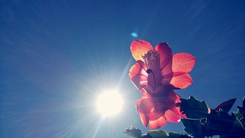 Low angle view of red rose blooming against blue sky