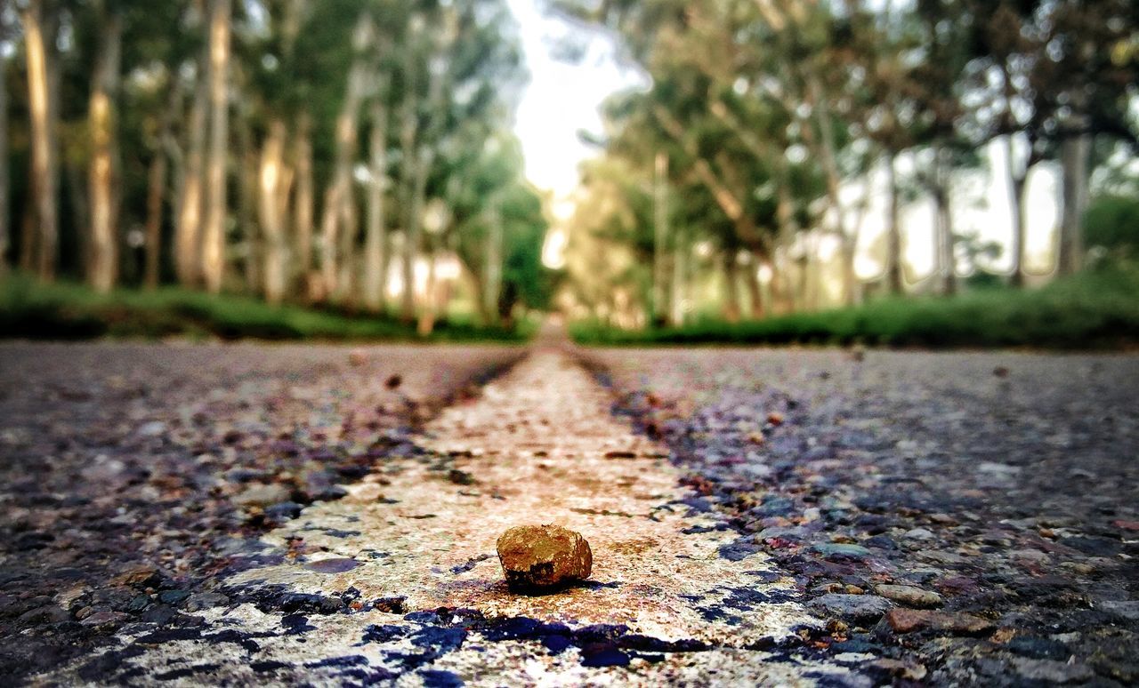 the way forward, diminishing perspective, surface level, day, nature, no people, outdoors, tree, leaf, road, tranquility, scenics, beauty in nature, close-up, sky