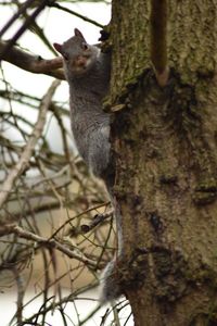 Squirrel on tree trunk