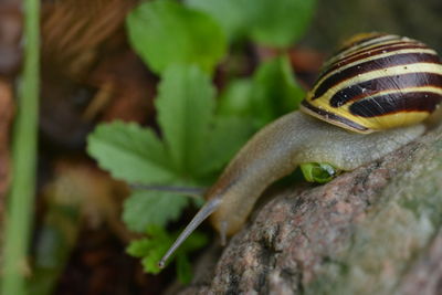 Close-up of snail