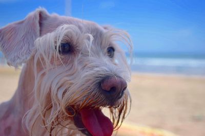 Close-up of dog at beach against sky