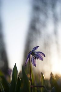 Close-up of purple flowering plant