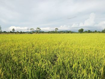 Scenic view of field against sky