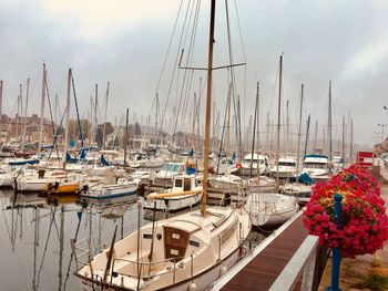 Sailboats moored in harbor