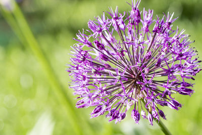Close-up of purple flowering plant