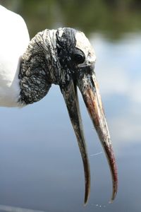 Close-up of dead fish in lake