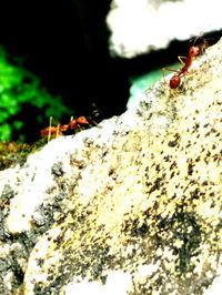 Close-up of insect on rock