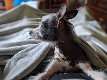 Dog relaxing on bed at home