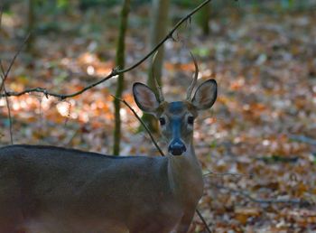 Portrait of deer standing on field